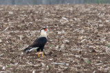 Crested Caracara