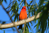 Scarlet Tanager