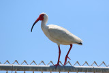 White Ibis