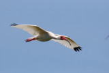 White Ibis