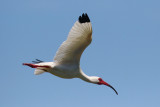 White Ibis