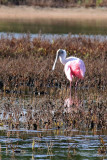 Roseate Spoonbill