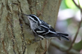 Black & White Warbler