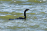 Neotropic Cormorant