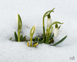 Spring is not so far away / Det spirende forår er på vej