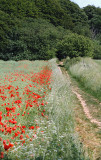 Poppys in the landscape / Valmuer i markerne