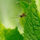 Spider with a catch / Edderkop med sin fangst