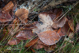 The first frost / Den første frost