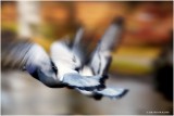 Pigeon in flight, motion blur
