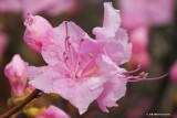 Azalea flowers