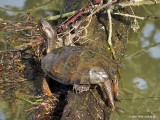Western pond turtle - Delta ponds