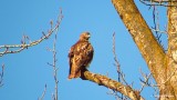  Juvenile Red Tailed Hawk