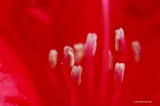 Rhododendron flower stamen