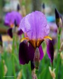 Yellow bearded purple irises