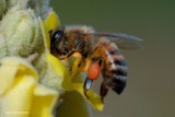 Bee Pollinating