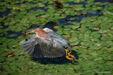 Green heron with a frog