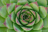 Close-up Hen and chicks