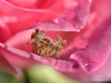 Spider in a rose