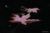 Touching, two leaves in the water