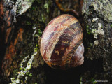 Snail on a tree