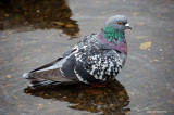 Pigeon in the pond