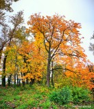 Big colorful tree