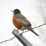 American Robin