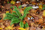 Autumn fern with leaves and mushrooms