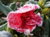 Frosty rhododendron flower
