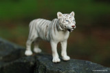 White tiger sighting