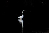 White egret