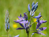 Camassia flowers