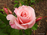 Pink rose