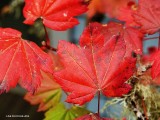 Big autumn reds