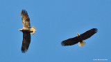Bald Eagle and juvenile