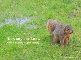 This squirrel wants to know, when will it quit raining