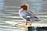 Common Merganser