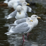 Gulls