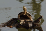 Western pond turtle