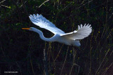 White Egret