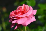 Rose in my yard