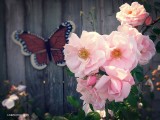 Butterfly & Roses