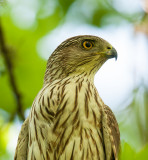 Coopers Hawk