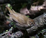 Ovenbird