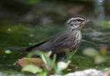 Northerm Waterthrush