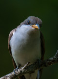 Yellow-billed Cuckoo
