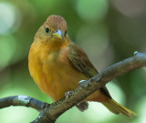 Female Summer Tanager