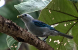 Blue-gray Tanager