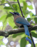 Blue Crowned Motmot