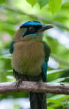Blue-crowned Motmot